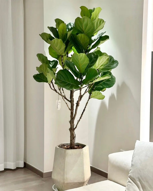 Fiddle Leaf Fig | 琴葉榕