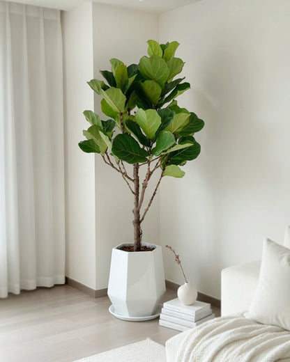 Fiddle Leaf Fig | 琴葉榕