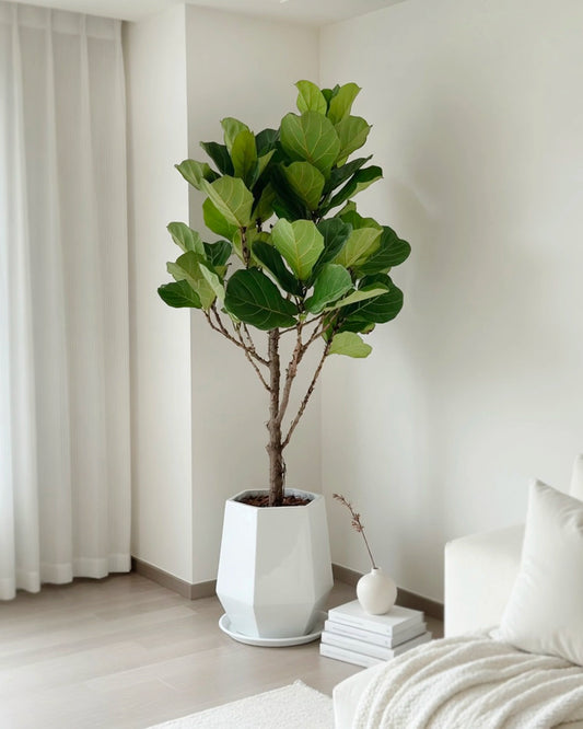Fiddle Leaf Fig | 琴葉榕