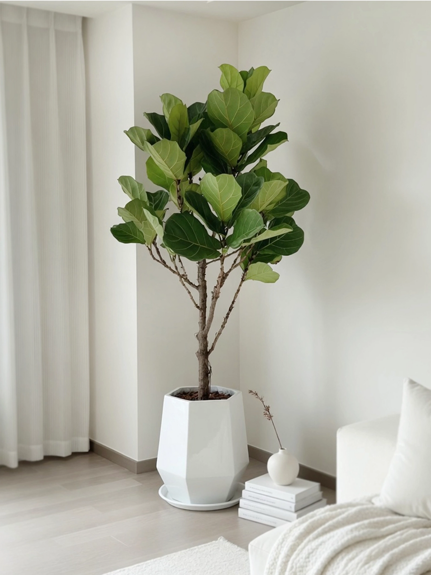 Fiddle Leaf Fig | 琴葉榕