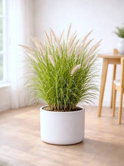 Fountain Grass | 狼尾草