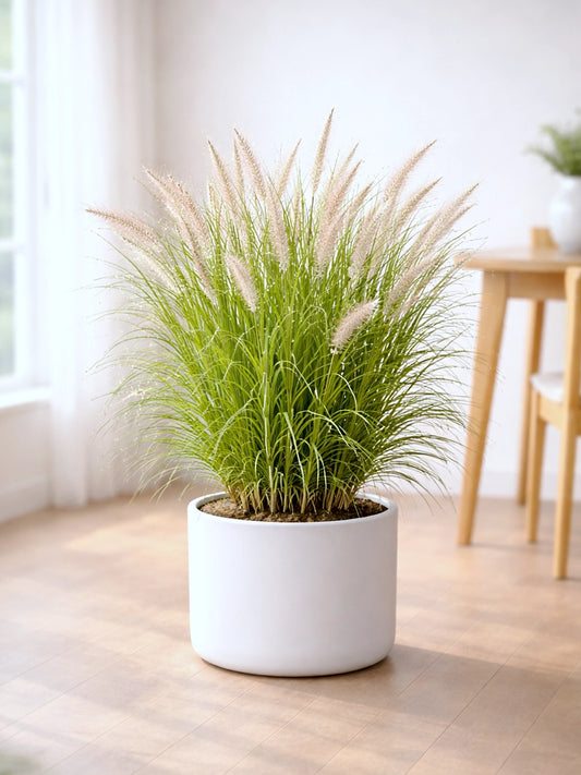 Fountain Grass | 狼尾草