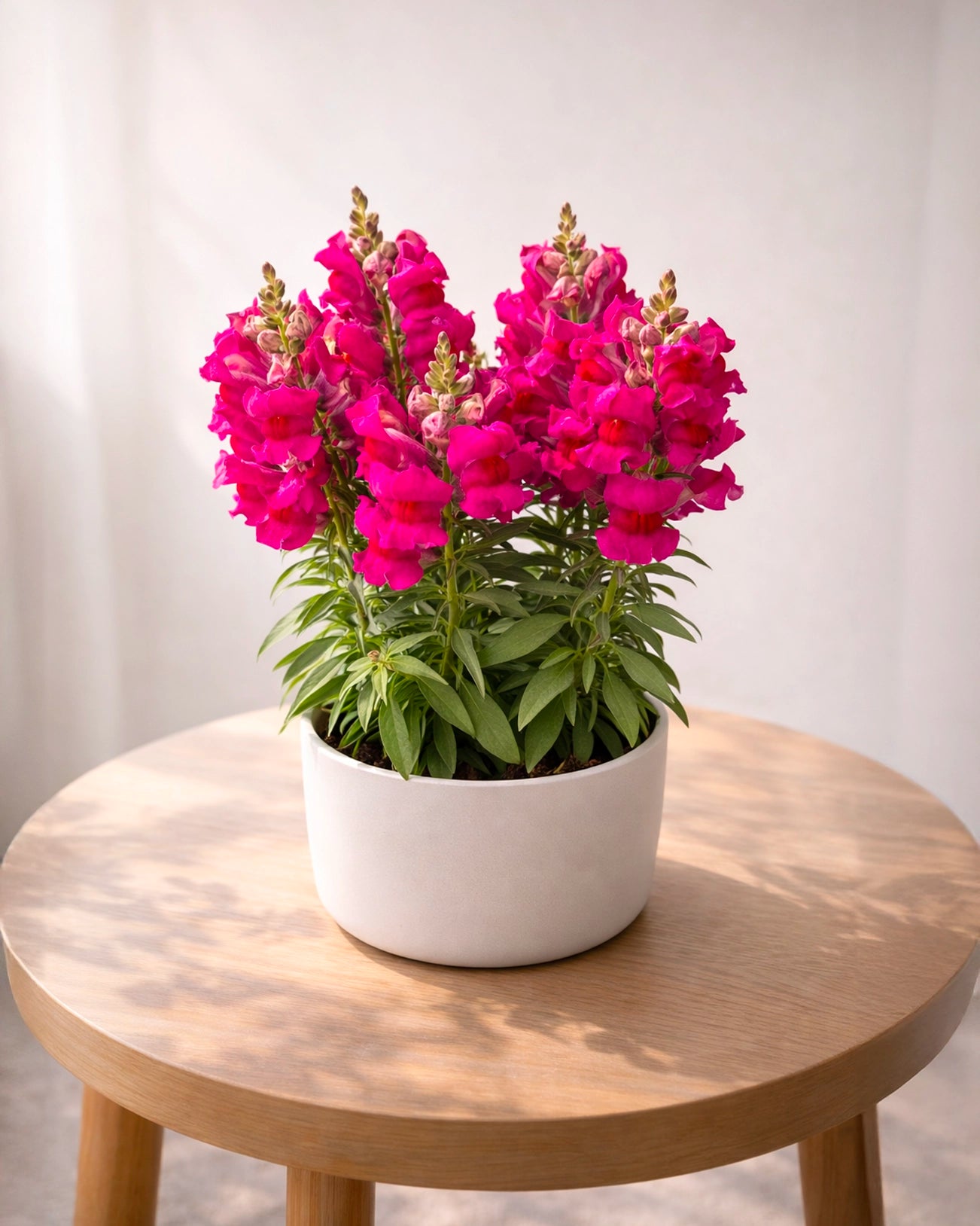 Fuchsia