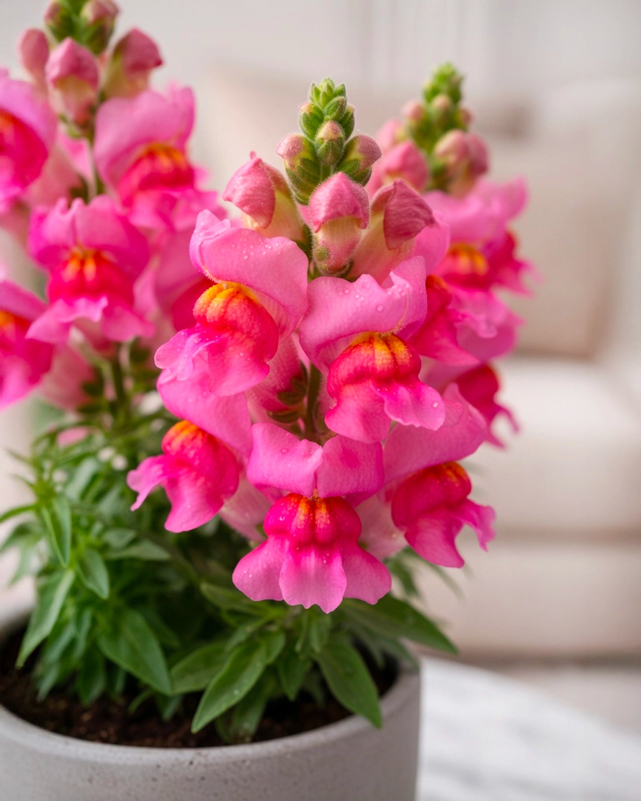 Snapdragon | 金魚草