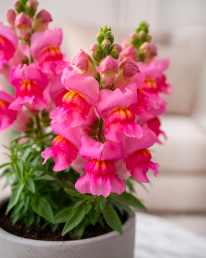 Snapdragon | 金魚草
