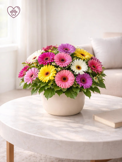 Gerbera | 非洲菊