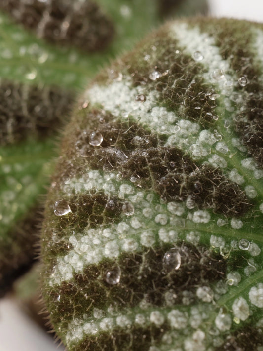 Green-leaf Begonia｜綠葉秋海棠