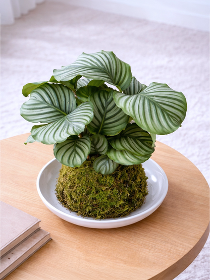 Green Apple Plant Kokedama | 青蘋果苔蘚球