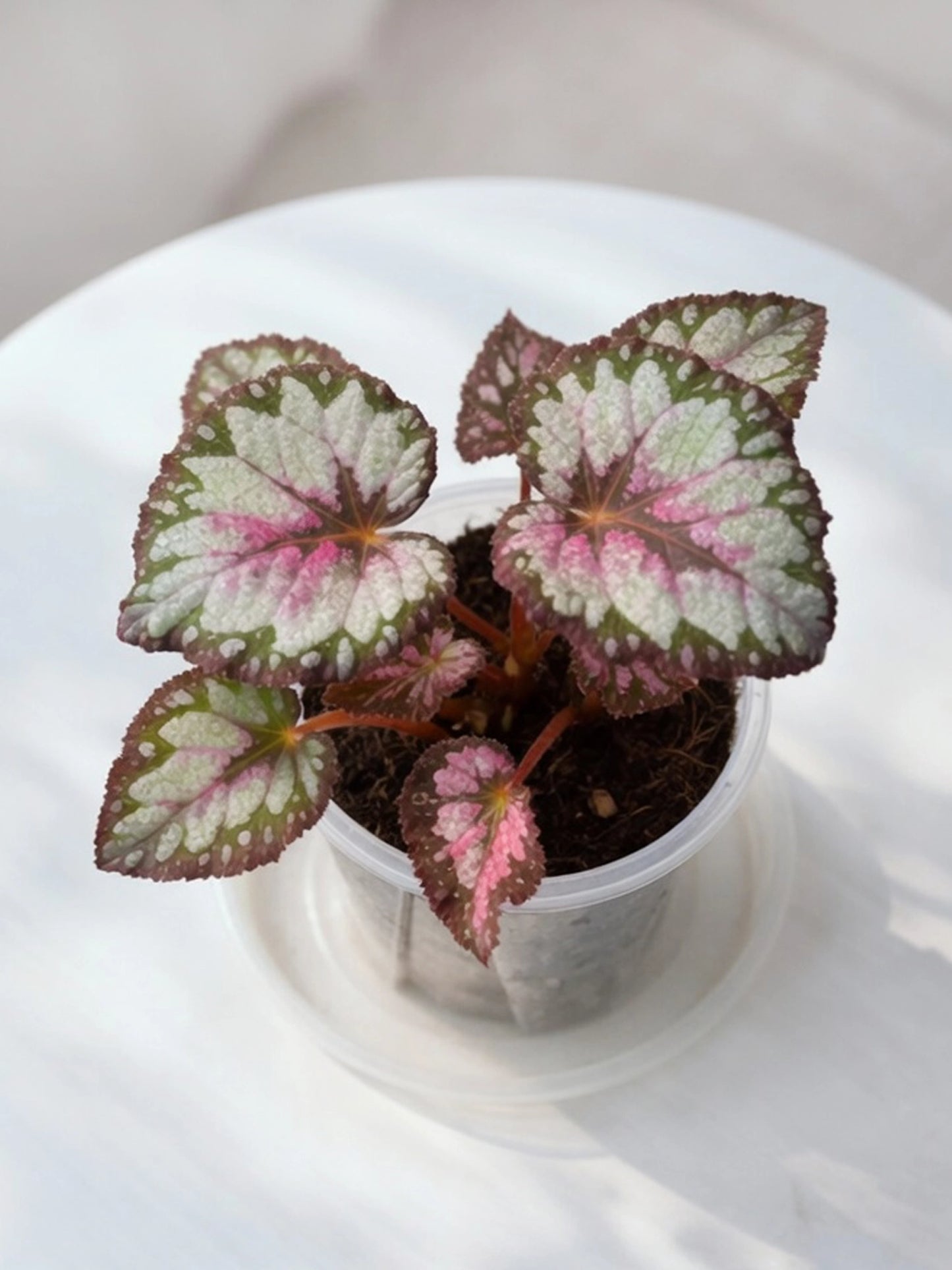 Green Velvet Rex Begonia｜綠絨王秋海棠