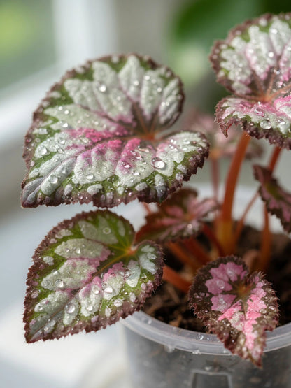 Green Velvet Rex Begonia｜綠絨王秋海棠