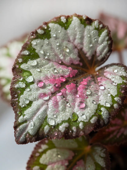 Green Velvet Rex Begonia｜綠絨王秋海棠