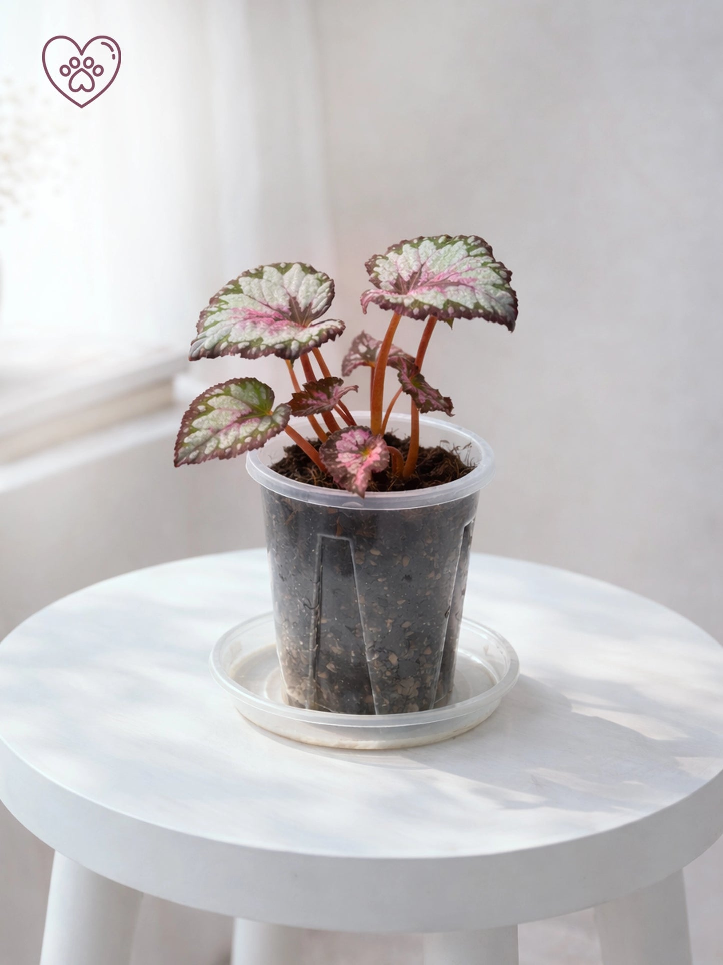 Green Velvet Rex Begonia｜綠絨王秋海棠