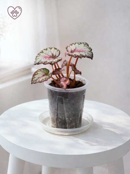 Green Velvet Rex Begonia｜綠絨王秋海棠