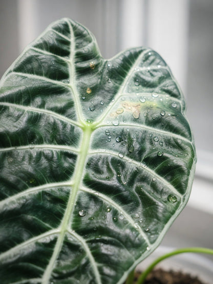 Heart-shaped White-veined Type｜心葉白脈秋海棠
