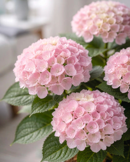 Hydrangea | 繡球花