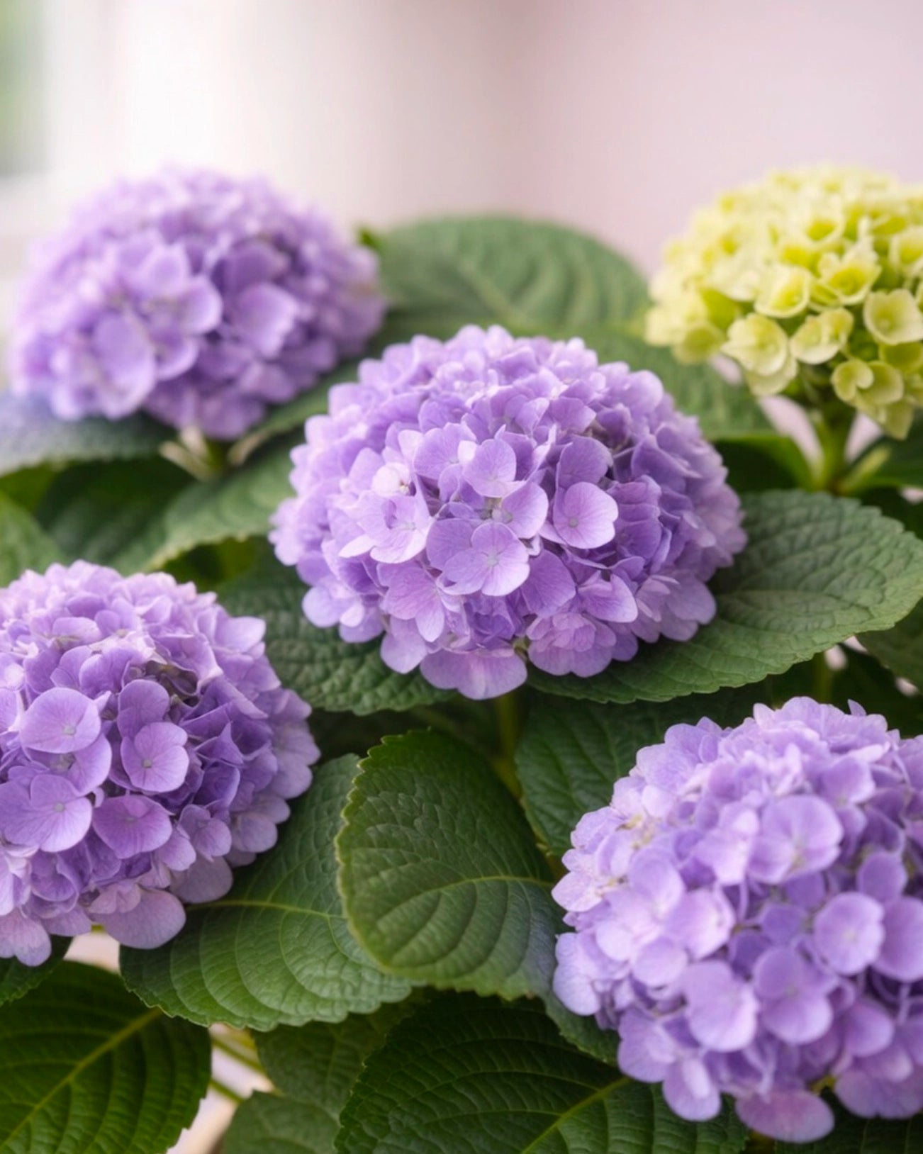 Hydrangea | 繡球花