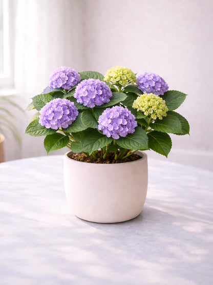 Hydrangea | 繡球花