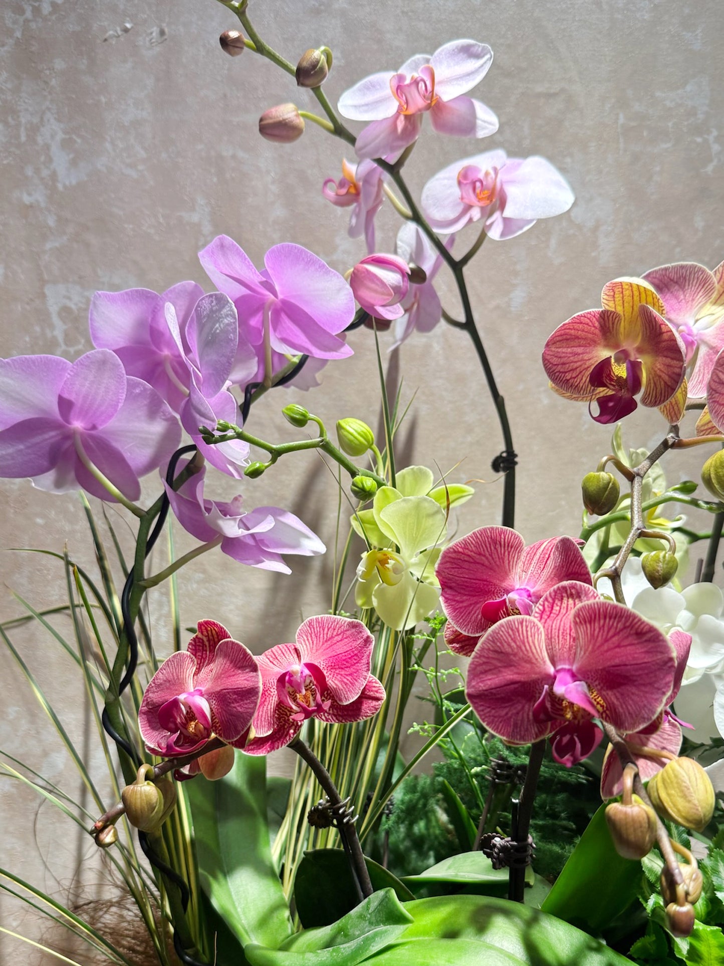 Auspicious Ascent｜瑞運高升