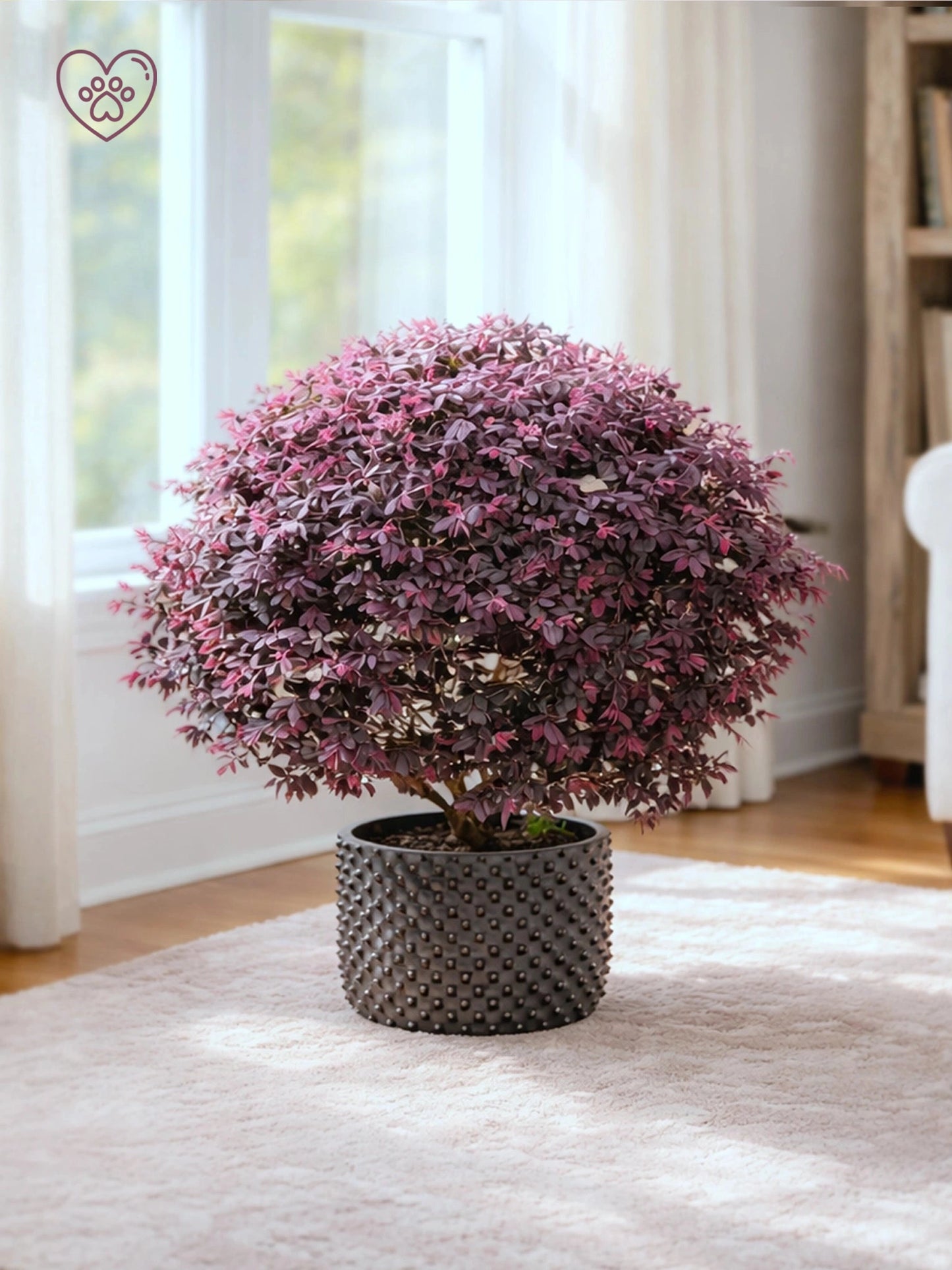 Chinese Fringe Flower | 紅繼木
