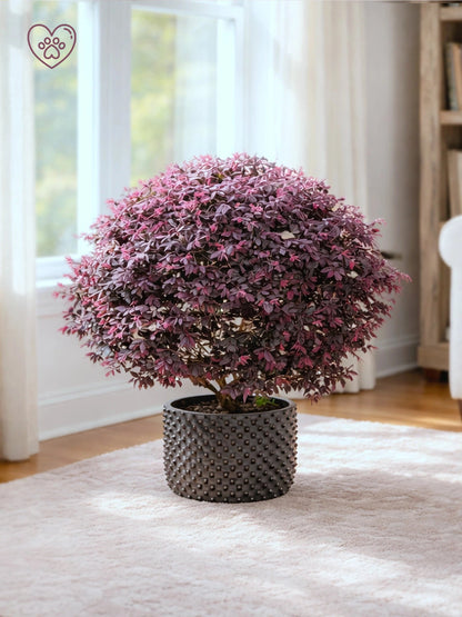 Chinese Fringe Flower | 紅繼木