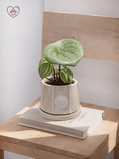 Watermelon Peperomia｜西瓜椒草