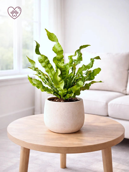 Bird’s Nest Fern | 鳥巢蕨