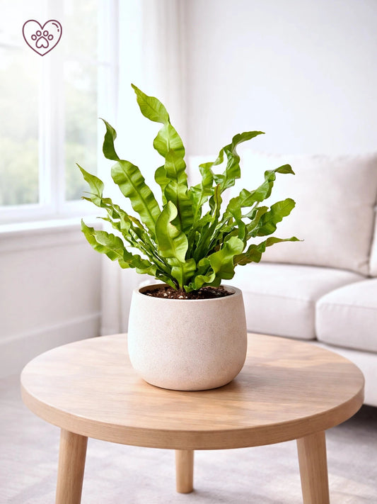 Bird’s Nest Fern | 鳥巢蕨