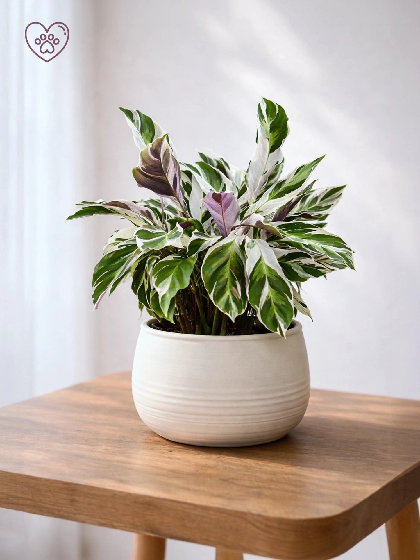Calathea ‘White Fusion’ | 白油畫竹芋