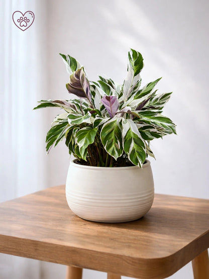 Calathea ‘White Fusion’ | 白油畫竹芋