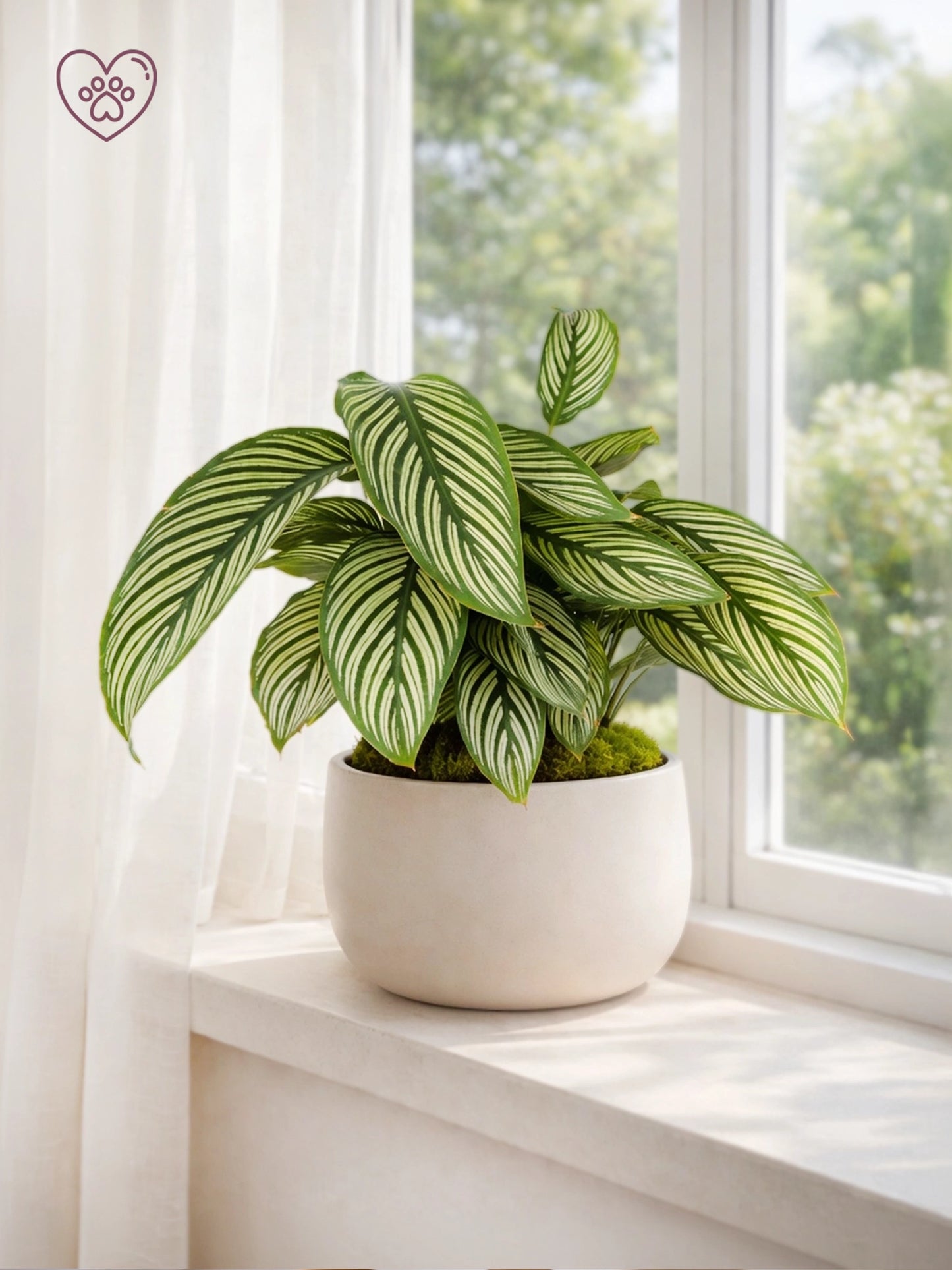 Calathea ‘Network’ | 青紋竹芋