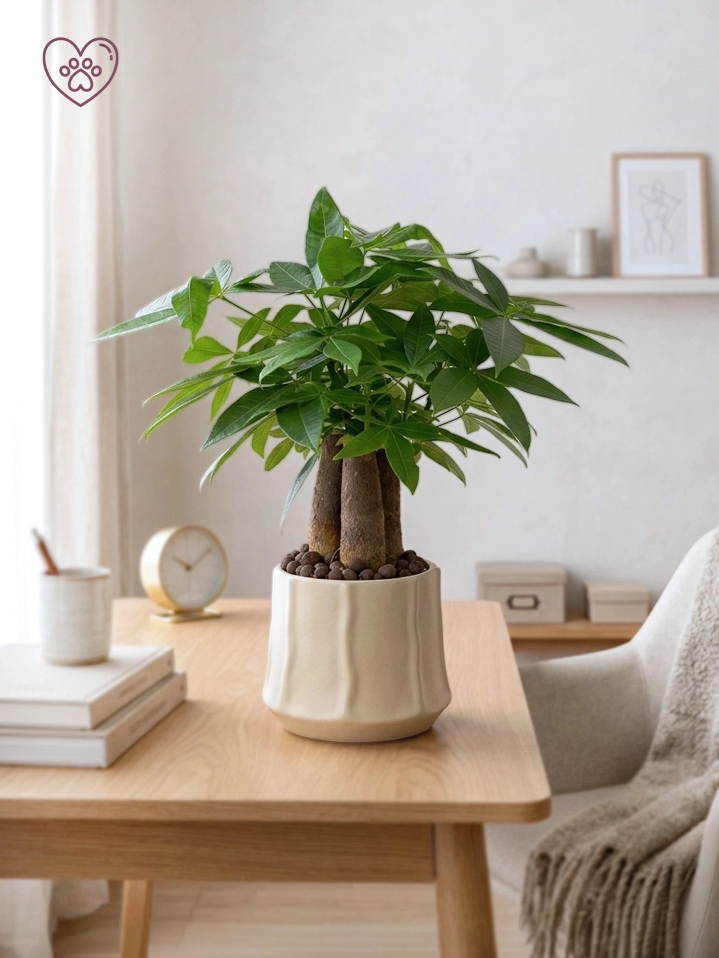 Money Tree | 三頭發財樹