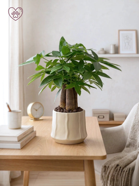 Money Tree | 三頭發財樹