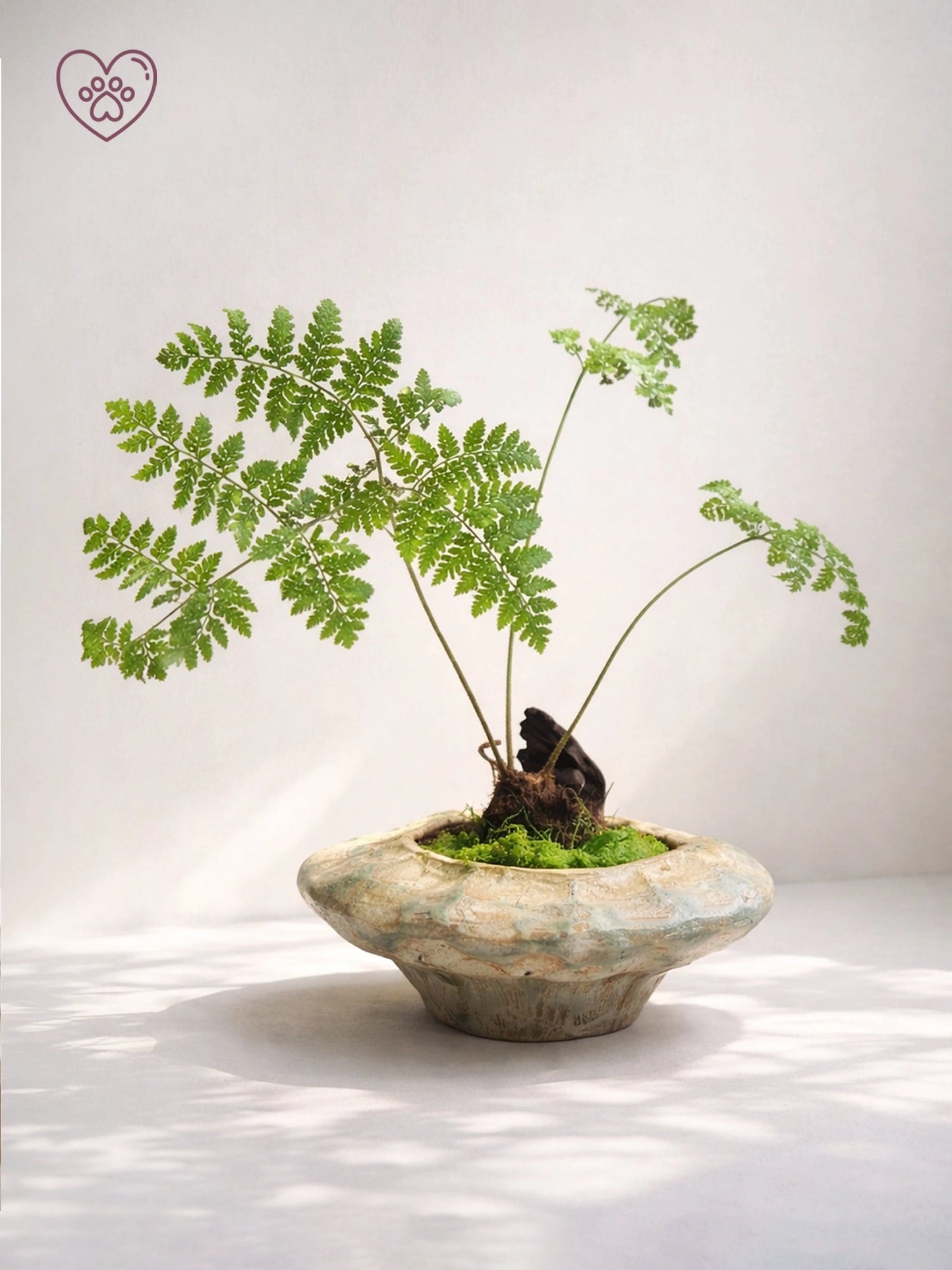 Fern Bonsai｜蕨類盆景