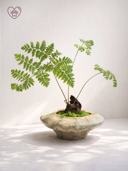 Fern Bonsai｜蕨類盆景
