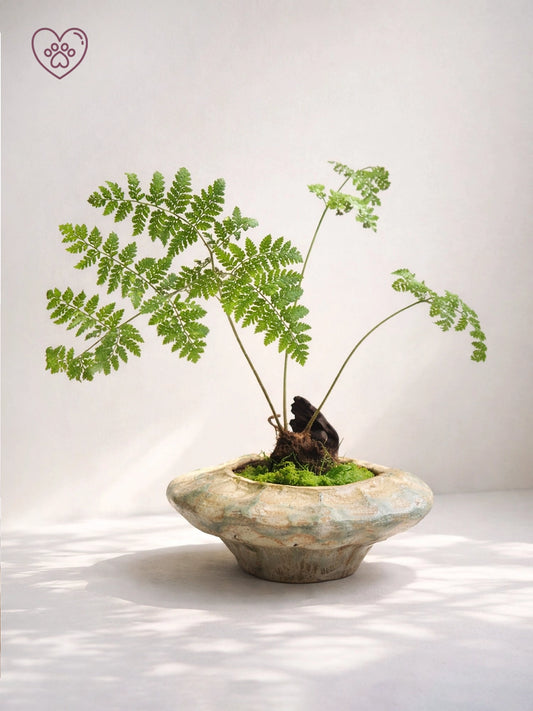 Fern Bonsai｜蕨類盆景
