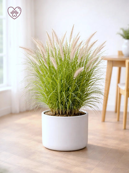 Fountain Grass | 狼尾草
