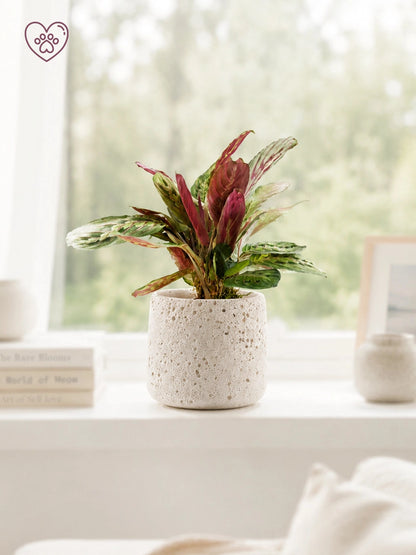 Red Veined Prayer Plant｜紅脈豹紋竹芋