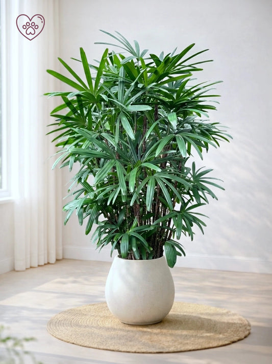 Lady Palm | 大葉棕竹