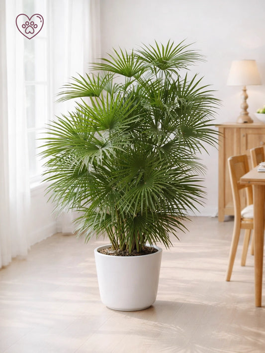 Lady Palm | 金山棕竹