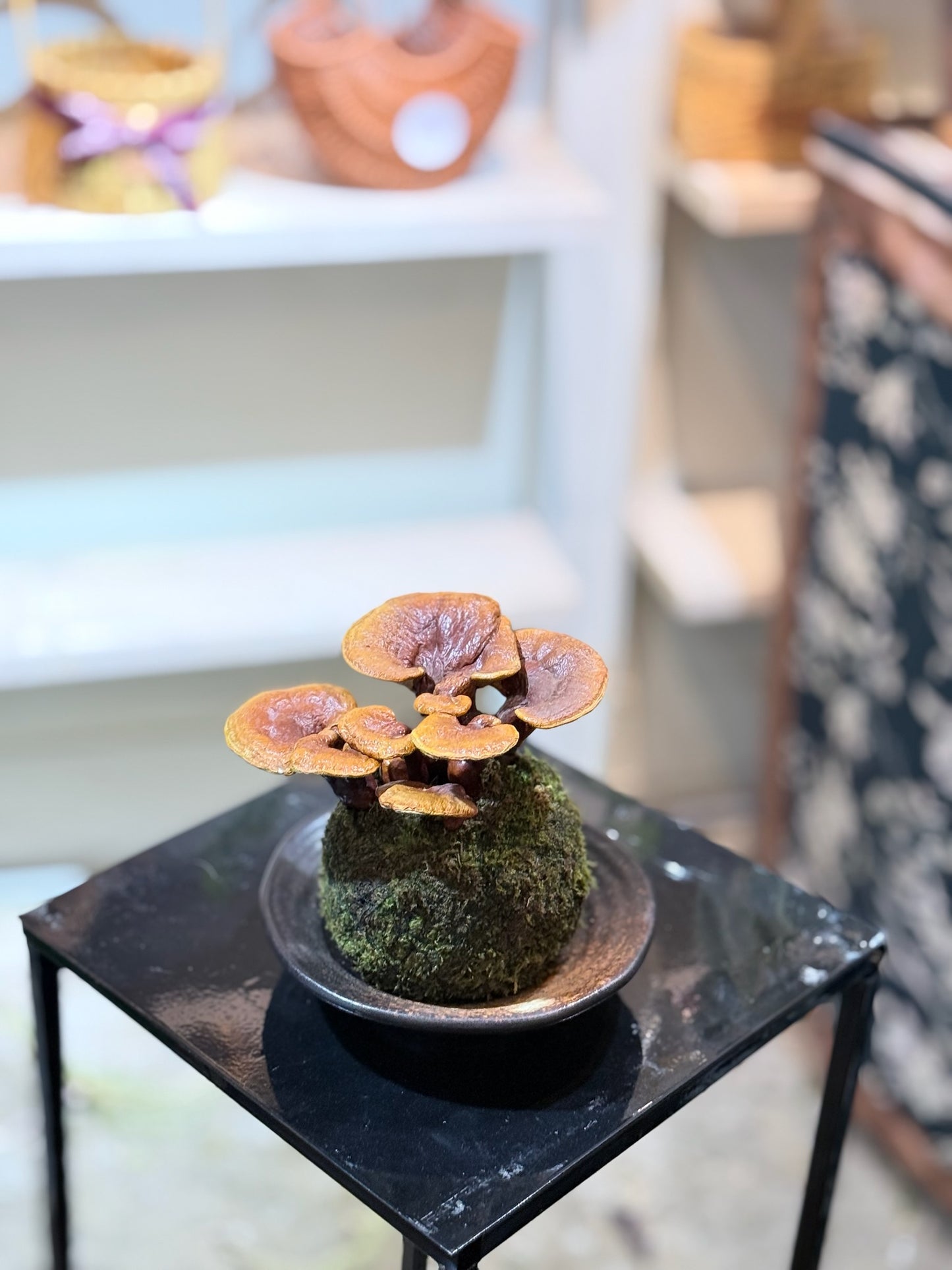 Reishi Mushroom Kokedama｜靈芝苔蘚球