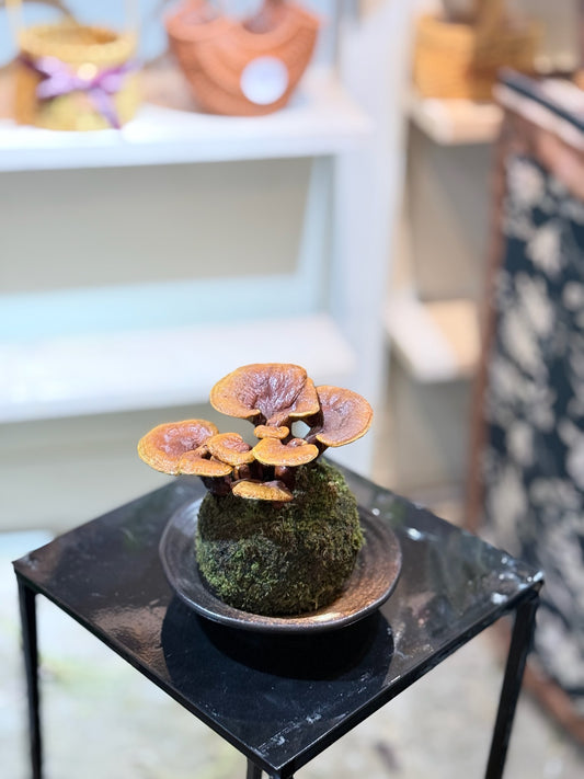 Reishi Mushroom Kokedama｜靈芝苔蘚球
