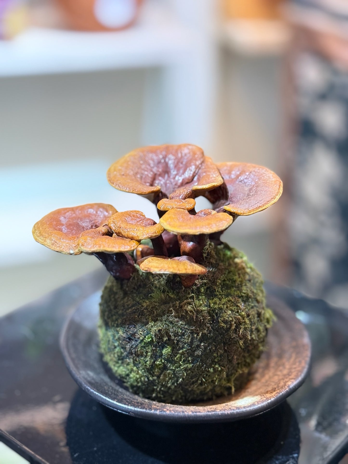 Reishi Mushroom Kokedama｜靈芝苔蘚球