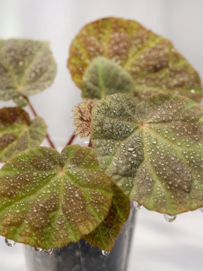 Iron Cross Begonia｜鐵十字秋海棠