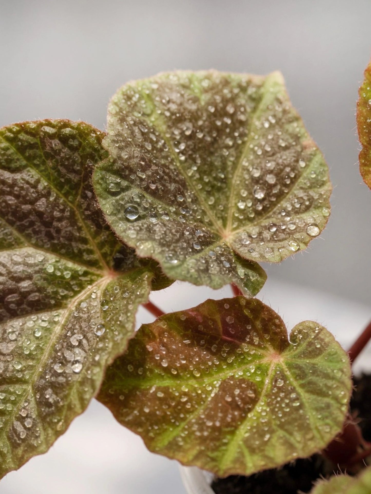 Iron Cross Begonia｜鐵十字秋海棠
