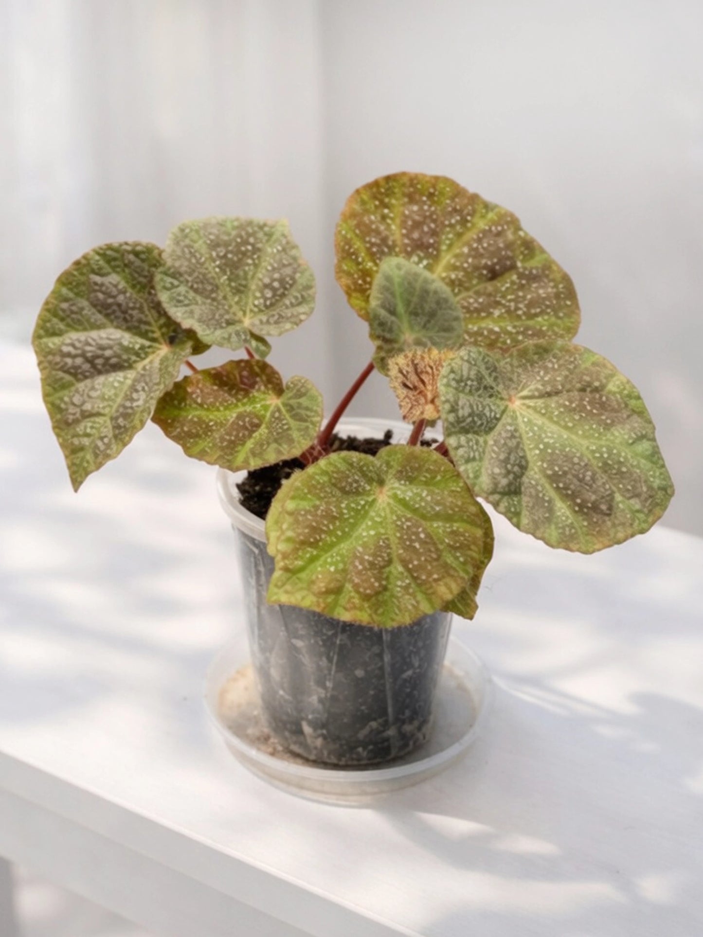 Iron Cross Begonia｜鐵十字秋海棠