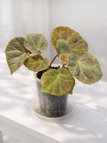 Iron Cross Begonia｜鐵十字秋海棠