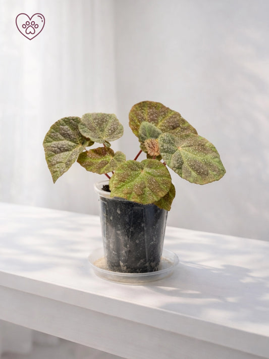 Iron Cross Begonia｜鐵十字秋海棠