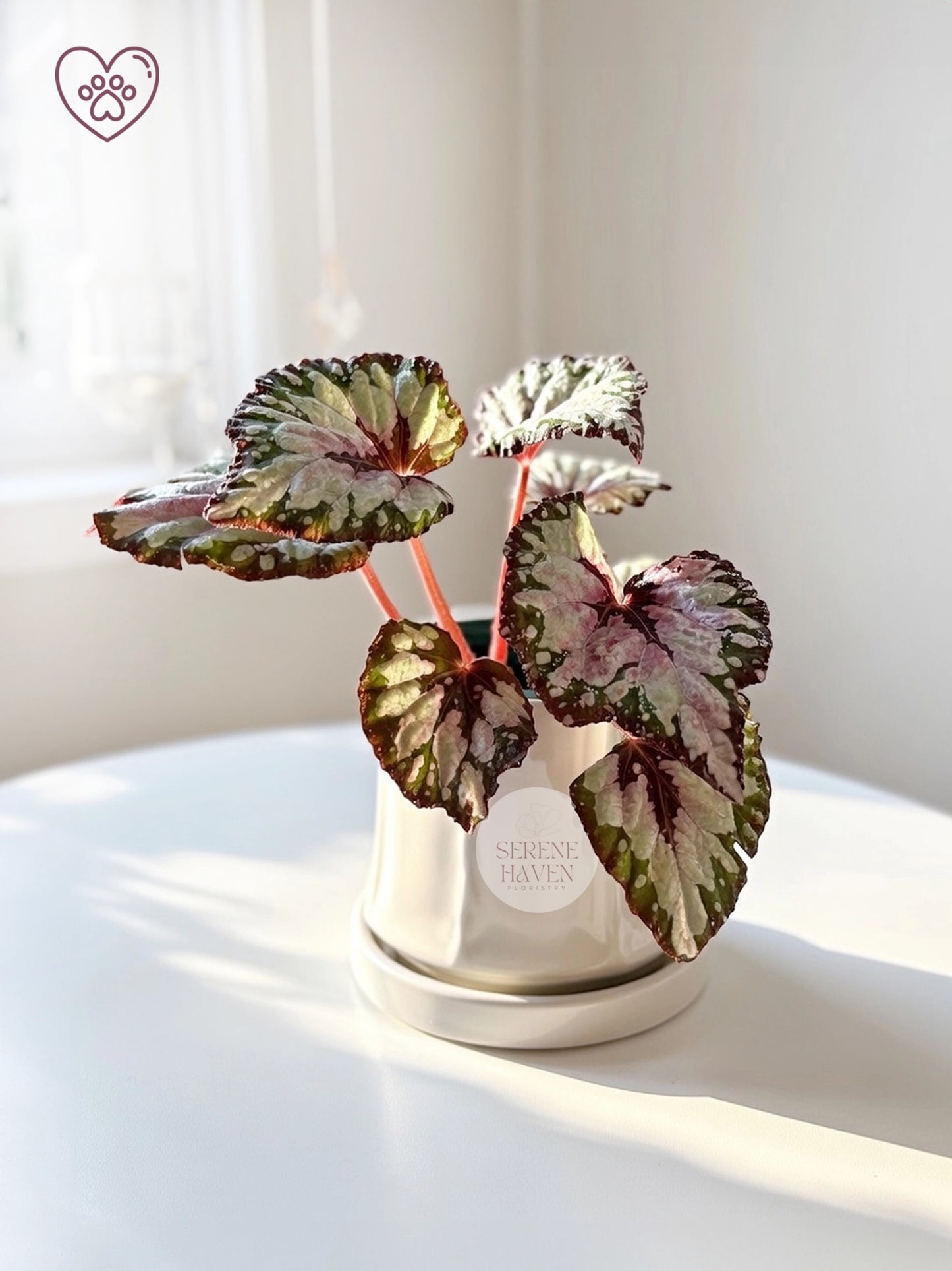 Iron Cross Rex Begonia｜鐵十字秋海棠
