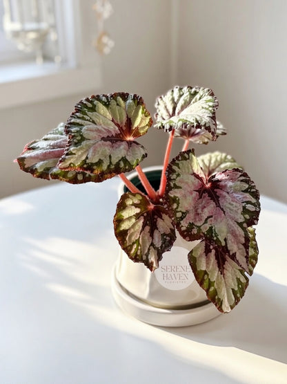 Iron Cross Rex Begonia｜鐵十字秋海棠