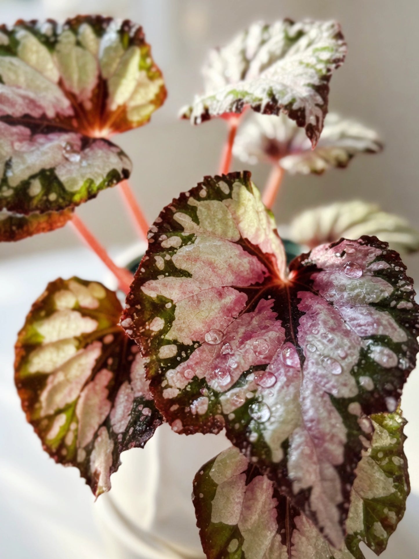 Iron Cross Rex Begonia｜鐵十字秋海棠